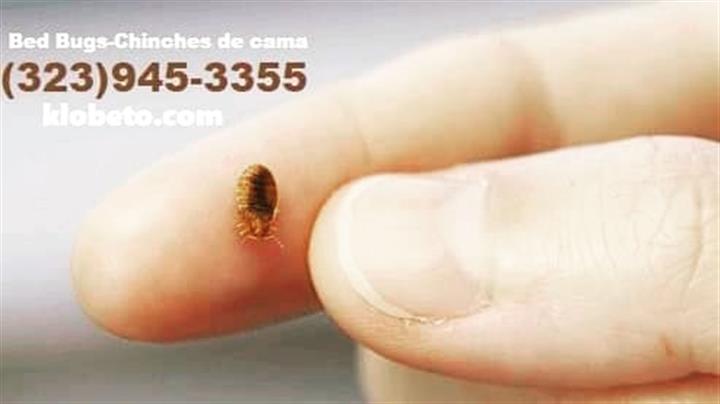 EXTERMINADORES - PEST CONTROL image 9