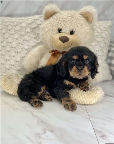 $330 : Cavalier King Charles for Sale image 5