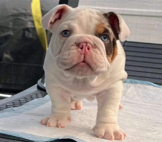 $350 : BULLDOG INGLÉS EN VENTA image 7