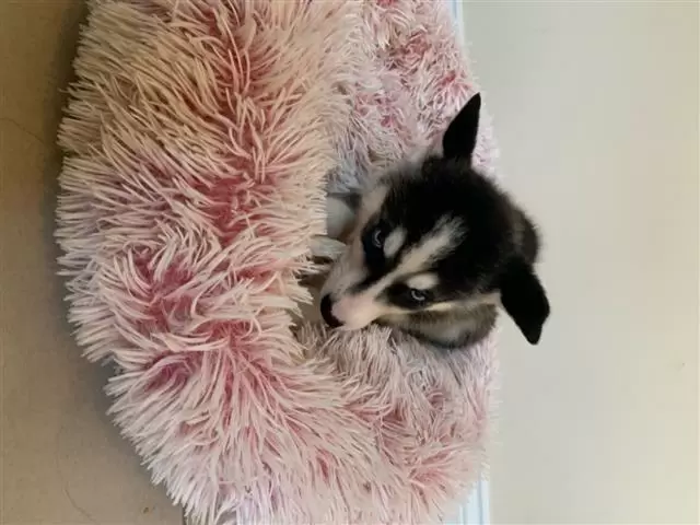 $400 : Siberian husky puppies. image 2