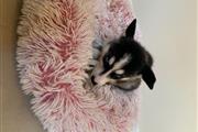 $400 : Siberian husky puppies. thumbnail