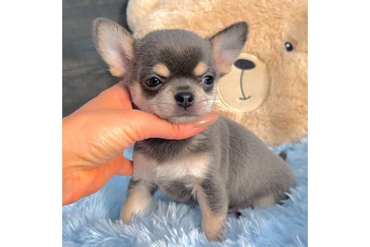 $200 : Cacharro Chihuahua image 3