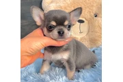 $200 : Cacharro Chihuahua thumbnail