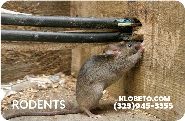 RODENT CONTROL (323)945-3355 image 1