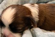 $350 : Shihtzu thumbnail