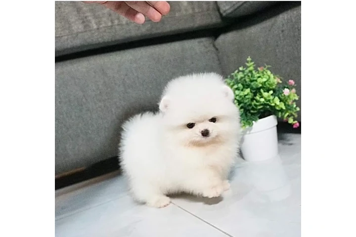 $350 : Pomeranian puppies image 1