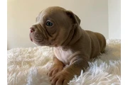 cachorros matones en Miami