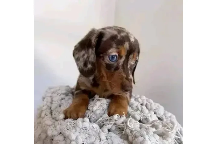 $600 : Dachshund puppy for sale image 6