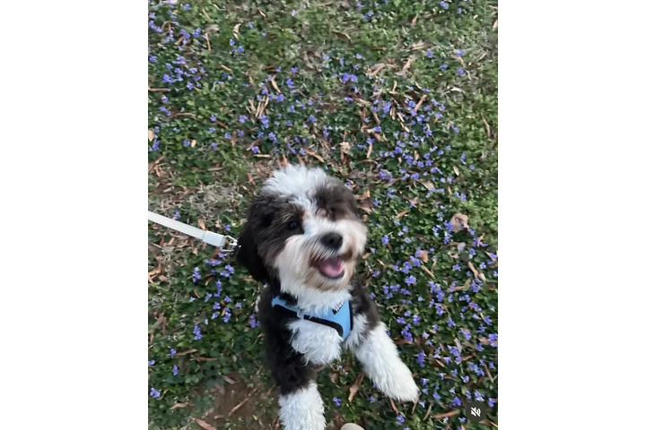 $390 : Havanese puppies for Adoption image 4