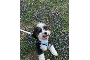 $390 : Havanese puppies for Adoption thumbnail