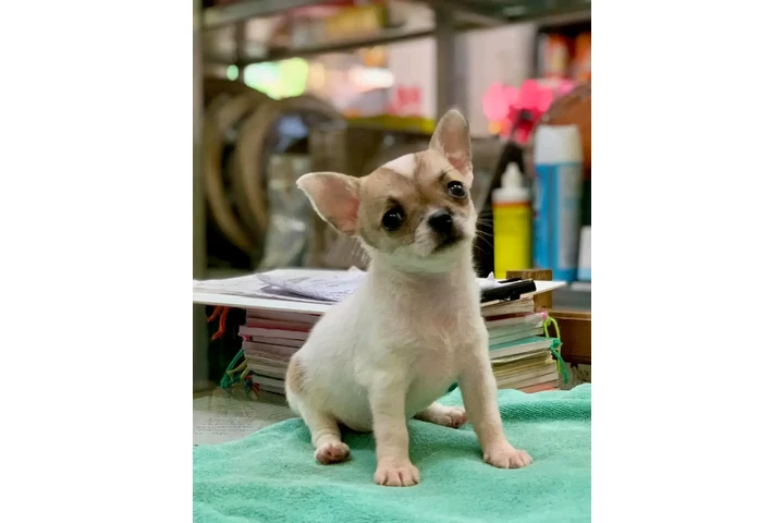 $350 : Molly image 3