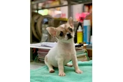 $350 : Molly thumbnail