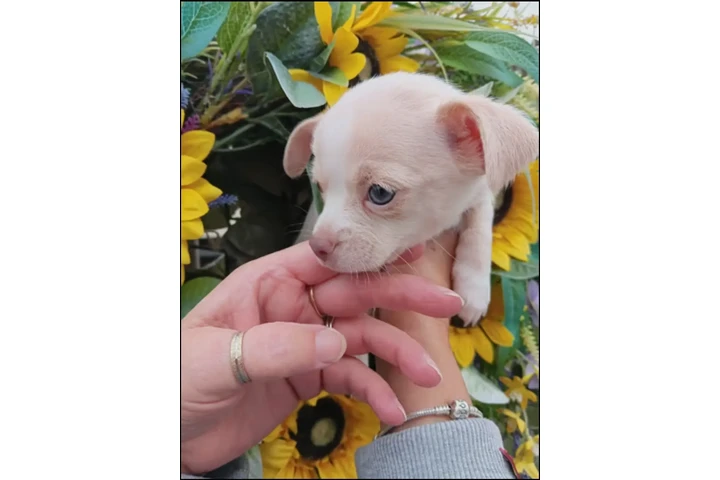 $700 : Chihuahua puppies image 8