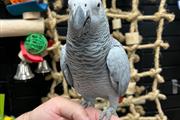 $350 : Enter parrot and birds thumbnail
