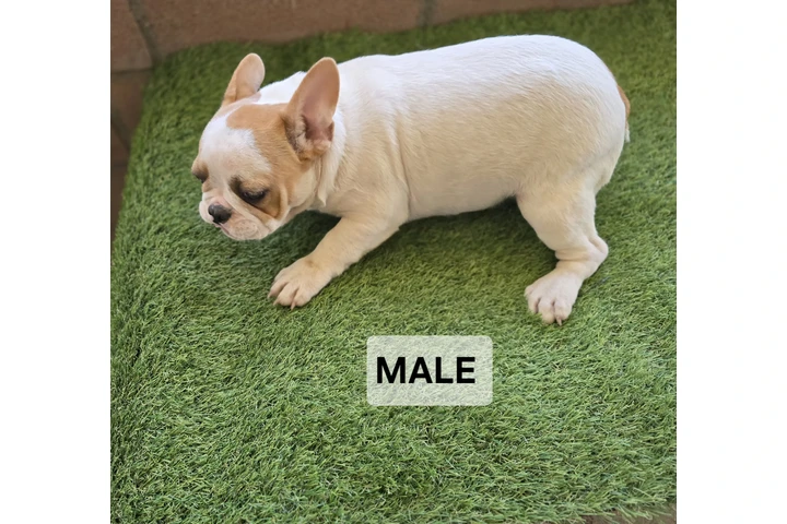 $2000 : French bulldogs fluffy carrier image 4