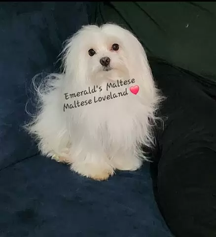 $1 : Maltese Stud TCup image 1