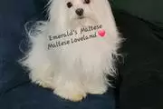 Maltese Stud TCup