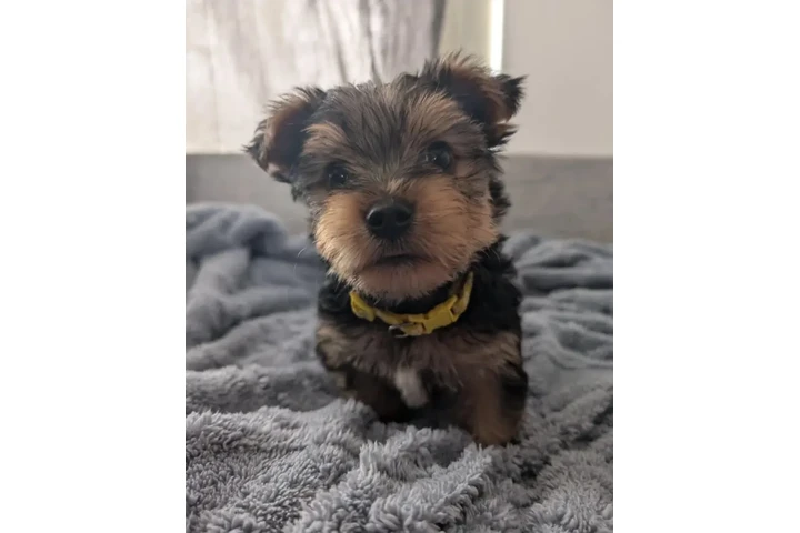 $300 : Yorkie Male And Female image 1