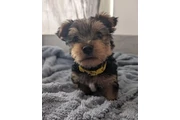 Yorkie Male And Female en Wyoming