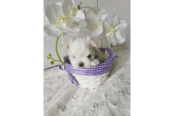$300 : Adorable Cachorra Maltesa image 2