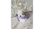 $300 : Adorable Cachorra Maltesa thumbnail