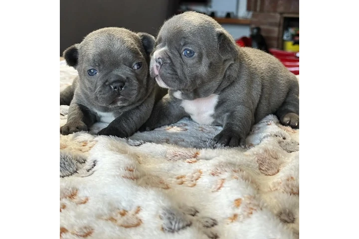 $350 : Cachorros Bulldog Francés image 4