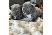 $350 : Cachorros Bulldog Francés thumbnail