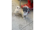 $450 : Puppies Pugs de Raza Pura thumbnail