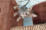 $500 : Gatitos de Bengala thumbnail