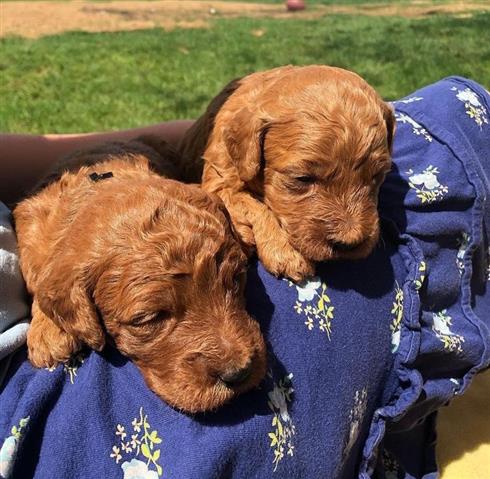 $700 : Mini Goldendoodle puppies image 2