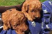 $700 : Mini Goldendoodle puppies thumbnail