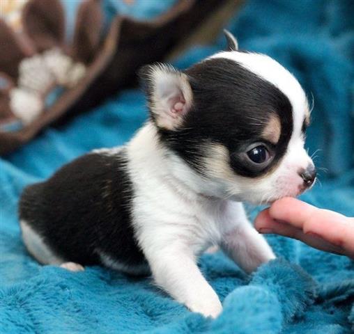 $250 : Teacup Chihuahua puppies image 6