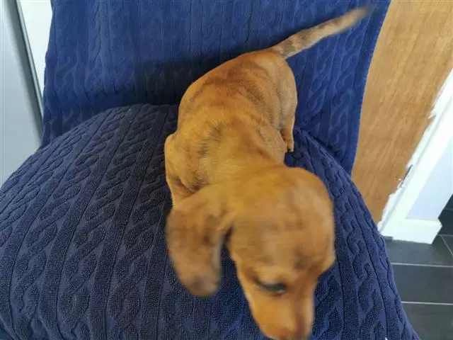 $550 : Amazing Dachshund Puppies image 2