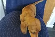 $550 : Amazing Dachshund Puppies thumbnail