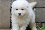 Samoyed puppies ready for sale en Bronx