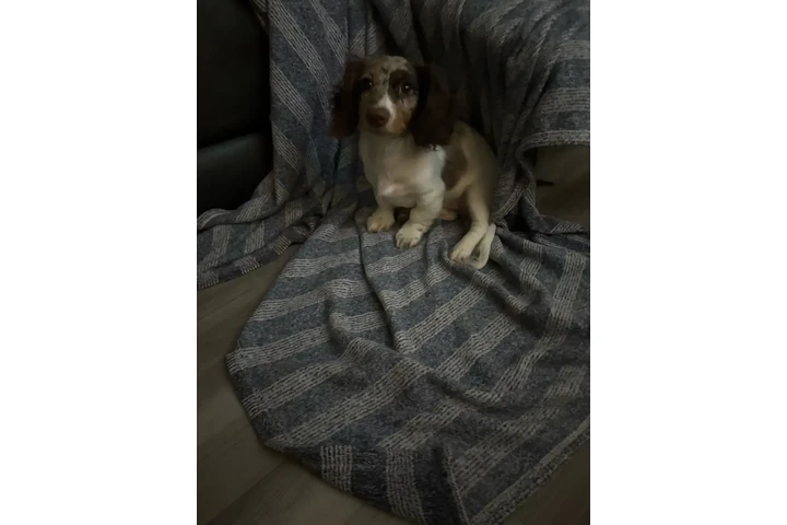 $2000 : Dapple pied miniature dachshun image 4