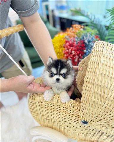 $300 : Pomeranian puppies for sale image 3