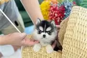 $250 : Pomeranian puppies for sale thumbnail