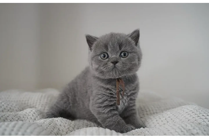 $260 : 2 British shorthair For Sale image 2