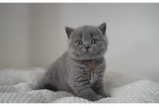 $260 : 2 British shorthair For Sale thumbnail