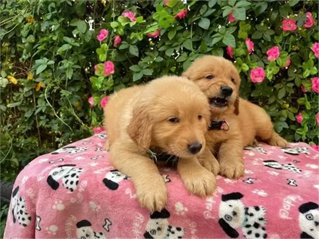 $500 : Cachorros Golden Retriever image 2