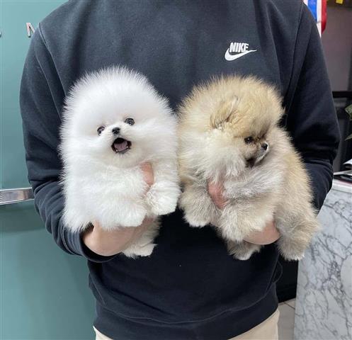 $350 : Pomerania en venta image 9