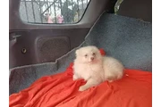 VENDO PERRITA POMERANIA en Bakersfield