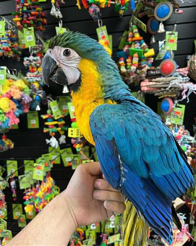 $300 : Lil wanye parrots image 2