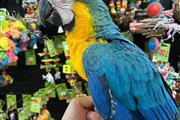 $300 : Lil wanye parrots thumbnail