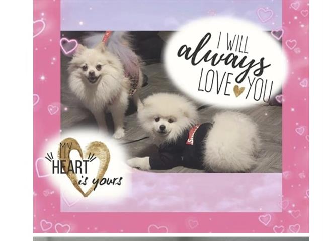 $1250 : Perrita pomeranian image 1