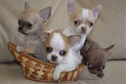 $500 : Chihuahua puppies thumbnail