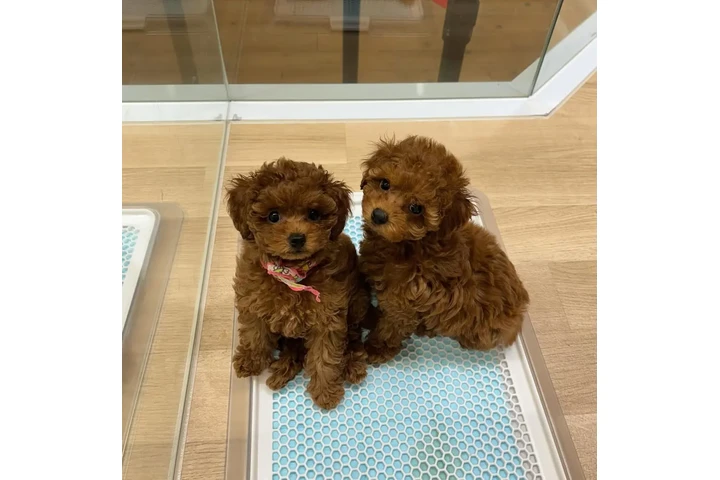 $350 : cachorros de caniche image 2