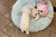 MINI TEACUP MALTESE thumbnail