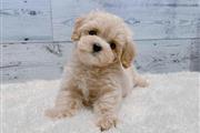 $300 : Poodle puppy for adoption thumbnail